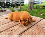Small #5 Golden Retriever