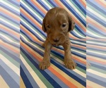 Puppy Candie Goldendoodle