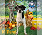 Small #9 Rat Terrier Mix