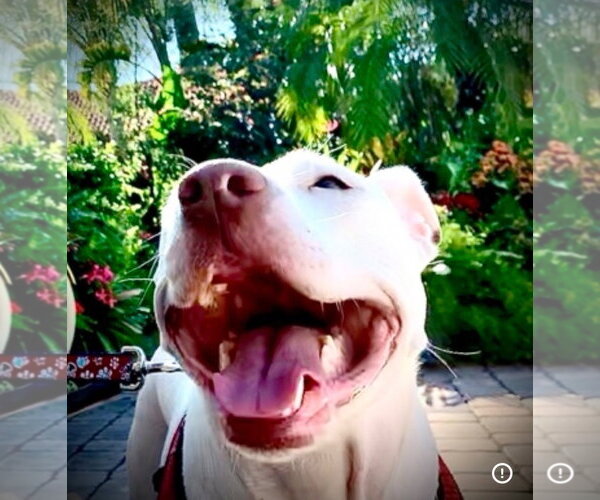 Medium Photo #3 Staffordshire Bull Terrier Puppy For Sale in Orlando, FL, USA