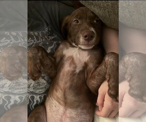 Rosalee * - Female Labrador Retriever-Unknown Mix Dog for Adoption - Photo #5