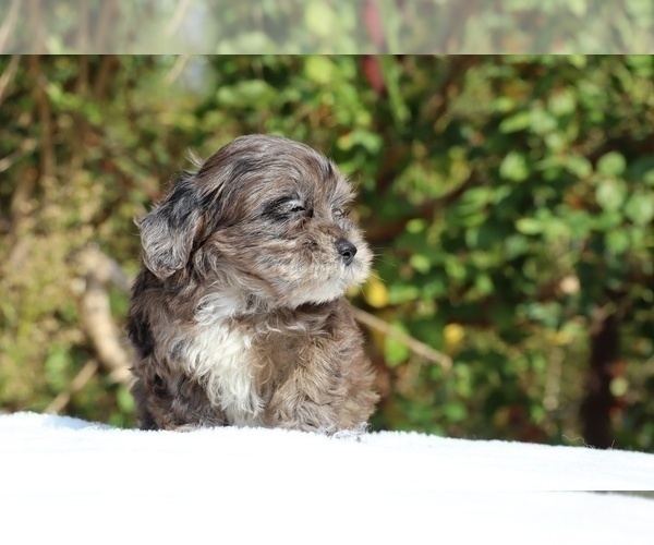 Medium Photo #16 ShihPoo Puppy For Sale in DYERSBURG, TN, USA