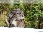 Small #15 ShihPoo