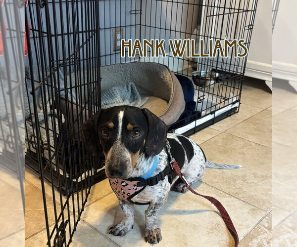 Medium Photo #20 Dachshund Puppy For Sale in San Antonio, TX, USA