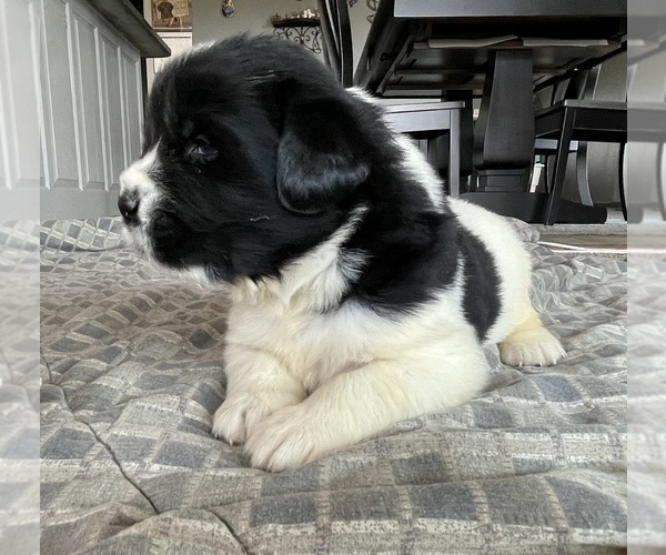 Medium Photo #4 Newfoundland Puppy For Sale in WAUSEON, OH, USA