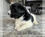 Small Photo #4 Newfoundland Puppy For Sale in WAUSEON, OH, USA