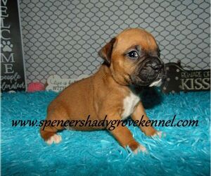 Boxer Puppy for sale in CABOOL, MO, USA