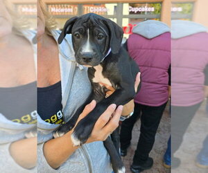 American Pit Bull Terrier-American Staffordshire Terrier Mix Dogs for adoption in Frankenmuth, MI, USA