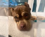 Small #1 American Pit Bull Terrier Mix