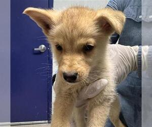 Siberian Husky Dogs for adoption in Bakersfield, CA, USA