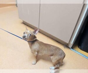 Chihuahua-Unknown Mix Dogs for adoption in Martinez, CA, USA