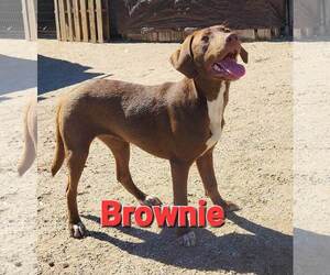 Mutt Dogs for adoption in Mexia , TX, USA