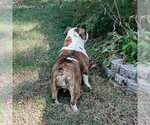 Small Photo #4 Bulldog Puppy For Sale in Alexander, AR, USA