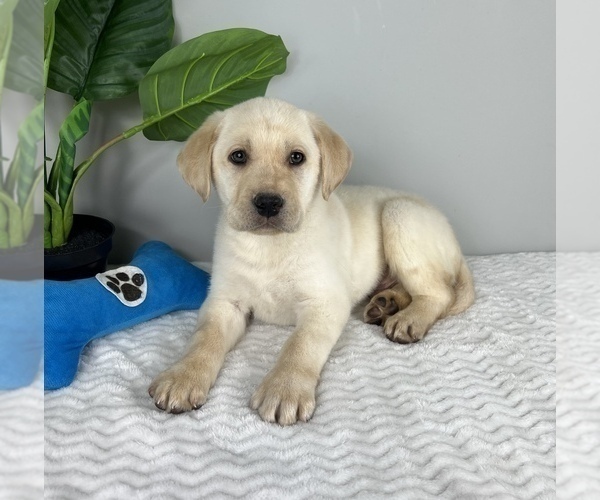 Medium Photo #5 Labrador Retriever Puppy For Sale in FRANKLIN, IN, USA