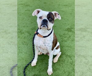 Boxer Dogs for adoption in Dumont, NJ, USA