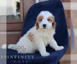 Goldendoodle (Miniature) Puppy for sale in NARVON, PA, USA