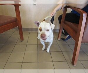 American Staffordshire Terrier-Unknown Mix Dogs for adoption in Ocala, FL, USA