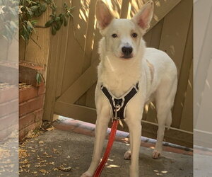 Jasper - Male Jack Russell Terrier-Unknown Mix Dog for Adoption - Photo #3