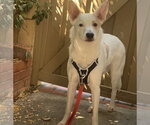 Small #2 Jack Russell Terrier Mix