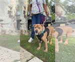 Small #1 American Pit Bull Terrier Mix