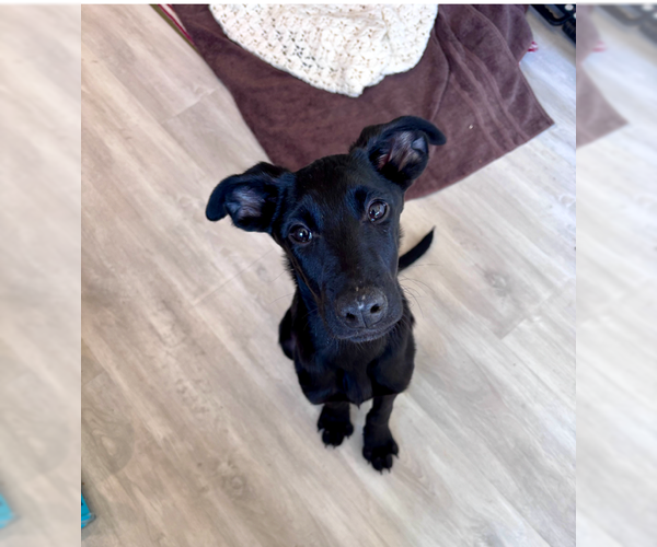 Medium Photo #8 Shepradors Puppy For Sale in MIDWAY, UT, USA