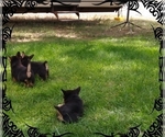 Small Photo #4 Pembroke Welsh Corgi-Scottish Terrier Mix Puppy For Sale in GREELEY, CO, USA