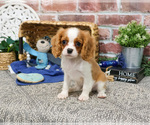 Small #8 Cavalier King Charles Spaniel
