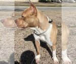 Small Photo #2 American Pit Bull Terrier-Unknown Mix Puppy For Sale in Rockwall, TX, USA