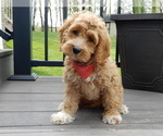 Small #3 Cockapoo