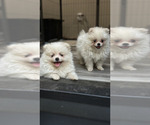 Small Pomeranian