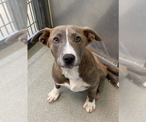 Mutt Dogs for adoption in Fayetteville, NC, USA