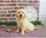 Small #1 Golden Retriever