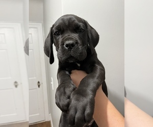 Cane Corso Puppy for sale in VOLUNTOWN, CT, USA