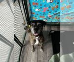 Small #1 Bullboxer Pit