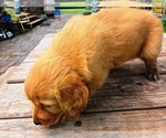 Small #4 Golden Retriever