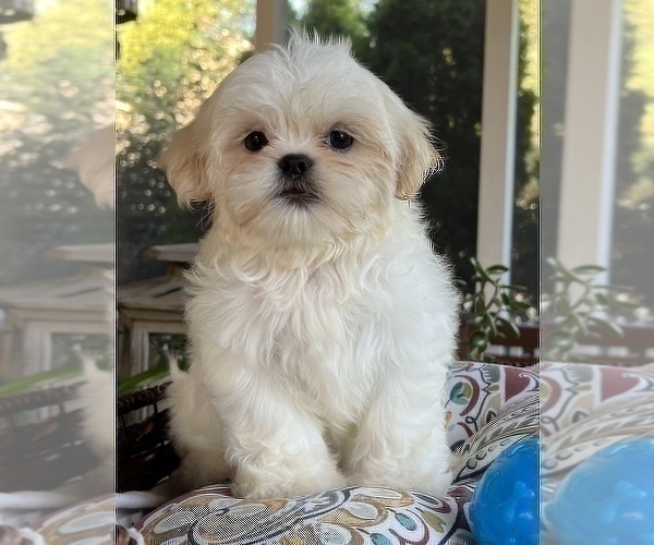 Medium Photo #1 Shih Tzu Puppy For Sale in NOBLESVILLE, IN, USA