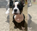 Small Photo #3 American Bully Puppy For Sale in OAKLAND, CA, USA