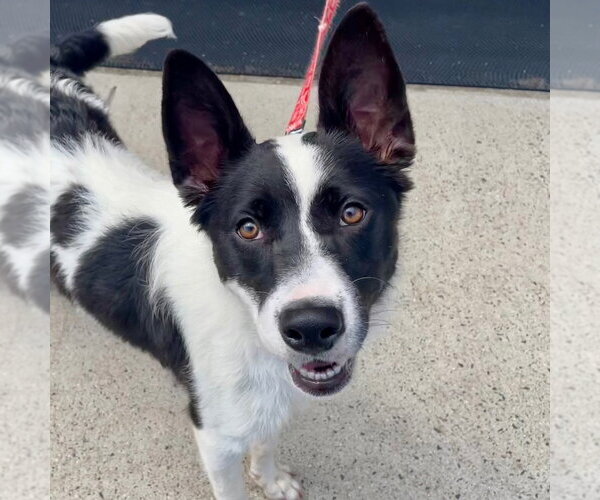Medium Photo #31 Border Collie-Unknown Mix Puppy For Sale in Canton, CT, USA
