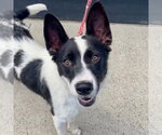 Small Photo #31 Border Collie-Unknown Mix Puppy For Sale in Canton, CT, USA