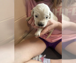 Puppy Puppy 5 Green Golden Retriever