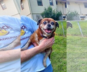 Frenchie Pug Dogs for adoption in Belleuve, NE, USA