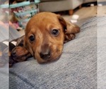 Small Photo #10 Dachshund Puppy For Sale in LADY LAKE, FL, USA