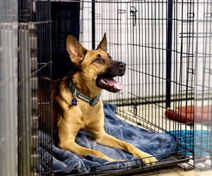Clever - Male Holland Shepherd-Unknown Mix Dog for Adoption - Photo #6