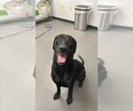 Small Labrador Retriever