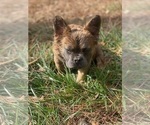 Small #5 French Bulldog