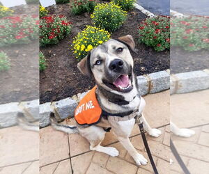 Siberian Husky-Unknown Mix Dogs for adoption in Lawrenceville, NJ, USA