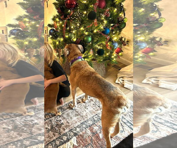 Medium Photo #11 Labrador Retriever-Unknown Mix Puppy For Sale in Wakefield, RI, USA