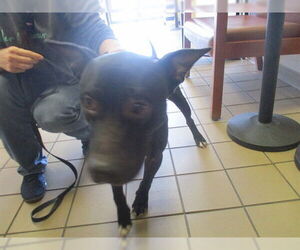 American Staffordshire Terrier Dogs for adoption in Ocala, FL, USA