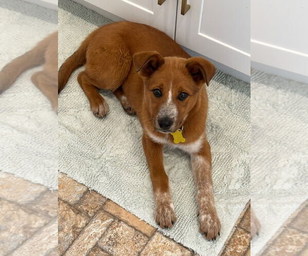 Medium Photo #12 Mutt Puppy For Sale in Sandy, UT, USA