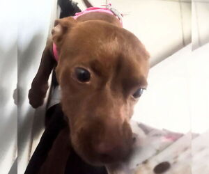 Chipin Dogs for adoption in Oakland Park, FL, USA